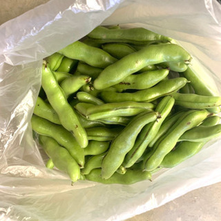 そら豆売ります！