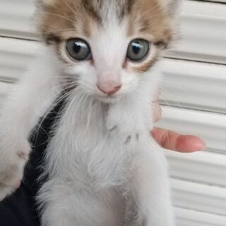 すべての子猫の里親様が決まりました。お問合せ下さった皆様本当にあ...
