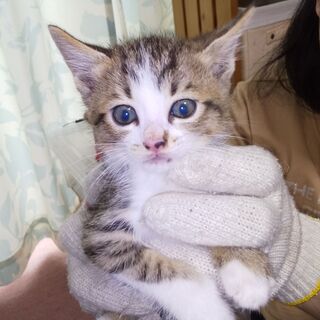 生後１か月程度の可愛い子猫の兄弟（５匹)