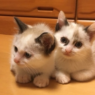 生後2ヶ月弱のシャム系、ぶち模様の子猫ちゃん