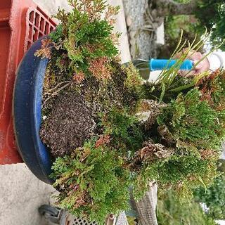 イワヒバ イワマツ 盆栽の画像