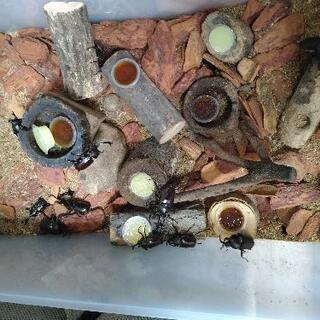 国産カブトムシペア