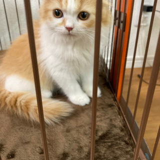 スコッテイッシュフォールドの子猫ちゃん
