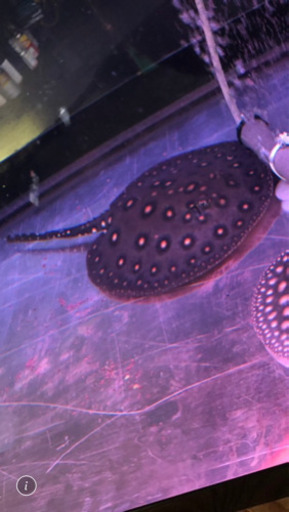 ダイヤモンドポルカ　雌　約20cm 淡水エイ