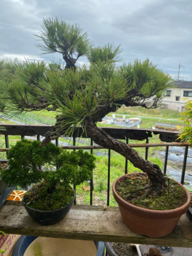 盆栽　2つセット