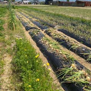 🥦🥦　食育　他に − 愛媛県