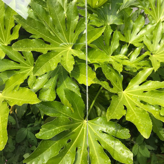 透明アクリル板 厚さ6mmの画像