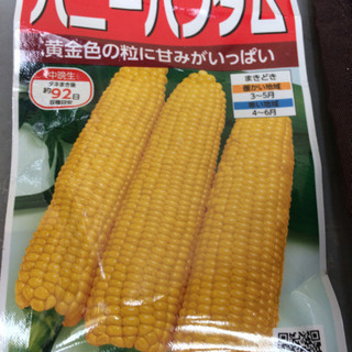 残り6ポット とうもろこしの苗