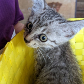 里親募集中！　とっても可愛い子猫です！