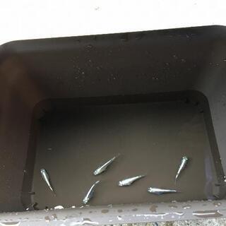 鯖の極み（稚魚）