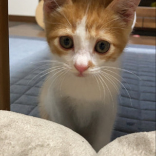 生後1ヶ月の茶トラ男の子♡マンチカンとスコティッシュのハーフの画像