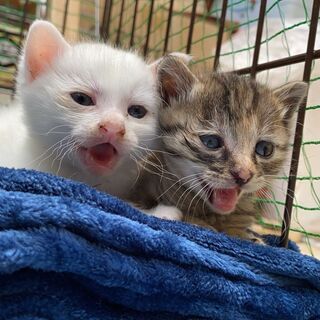 生後一か月　メスの子猫