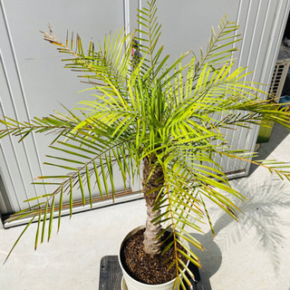 観葉植物　フェニックス　鉢植えの画像