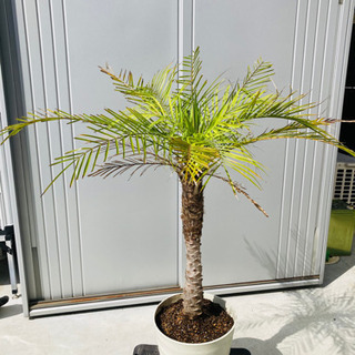 観葉植物　フェニックス　鉢植え