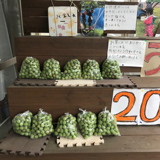 梅　南高　シロップ　梅酒　梅干し　200円