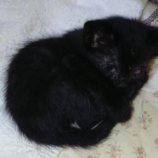 地域猫の保護ボランティア