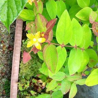 🌿 ヒペリカム ① 木 🌿   
