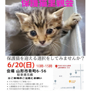 『にゃんこねくと』保護猫里親会