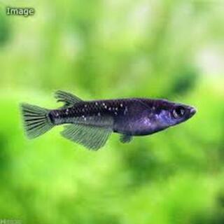 ブラックダイヤ(オロチラメ)  稚魚10匹 