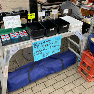 6月13日　道の駅おかべ　メダカ　らんちゅう　金魚　販売します🐟