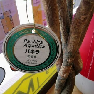 お店に取りに来れる方限定です！パキラ花瓶付！