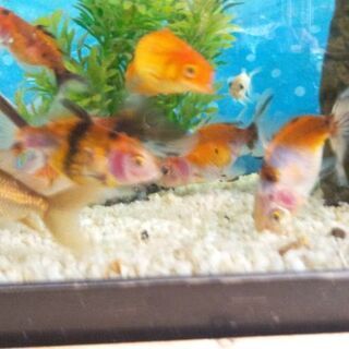金魚