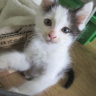 保護猫　ブチコ　雄