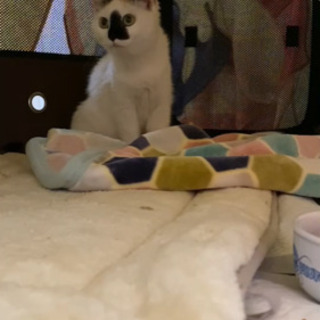レスキュー　母猫　約6ヶ月　コアラ似美人猫 - 大田原市