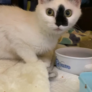 レスキュー　母猫　約6ヶ月　コアラ似美人猫の画像