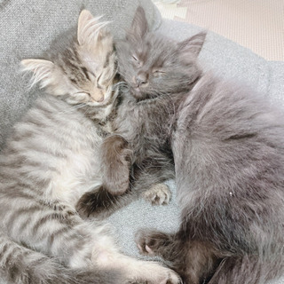 2匹の仔猫ちゃん　里親さん募集