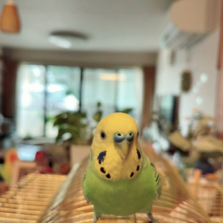 セキセイインコ探してます→見つかりました:( ;´꒳`;):