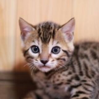 ベンガルの子猫の販売数日本一のベンガルブリーダー「株式会社　リアルキャット」の求人です＾＾の画像