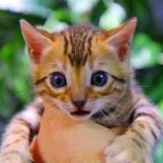 ベンガルの子猫の販売数日本一のベンガルブリーダー「株式会社　リアルキャット」の求人です＾＾の画像