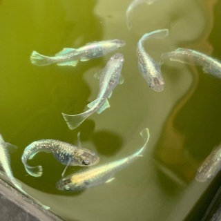 煌びやかに輝く「鱗光メダカ」の稚魚（針子）20匹〜でワンコイン500円　野外自然光飼育ですの画像