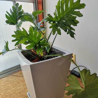 トロピカルな観葉植物 ー ヒトデカズラ（重量あります）