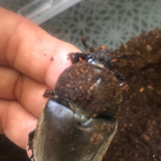 🌻#カブトムシ　成虫オス・メス　ペア🌻の画像