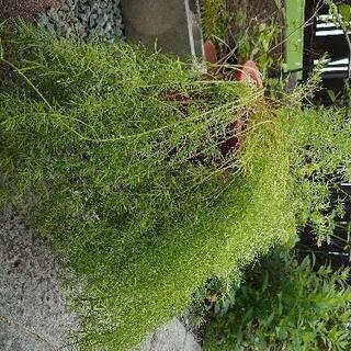 観葉植物その他