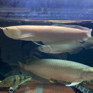 アルビノシルバーアロワナ 引き取り