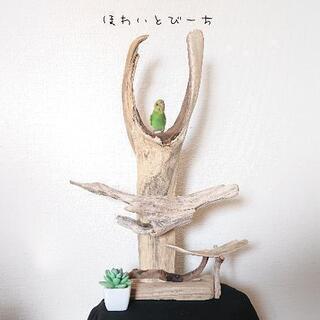 流木止まり木・バードタワーNo.⑥