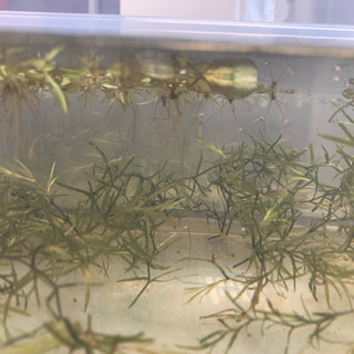 楊貴妃メダカ　黒メダカ　稚魚　10匹
