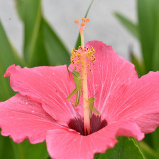 カメラ仲間 − 沖縄県