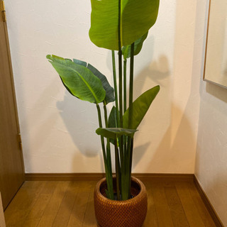 人工観葉植物譲ります