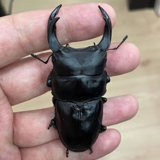 国産オオクワガタ 能勢YG 新成虫 ♂80 & ♀51 ペア