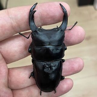 能勢YG　オオクワ　新成虫　83×53 オオクワガタ 83