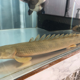 （取引中）ポリプテルス ビキールコリバの画像
