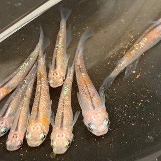 ラメラメめだか3匹