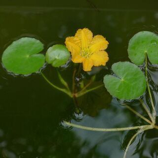 水生植物　アサザの枝　ビオトープコンテンツ