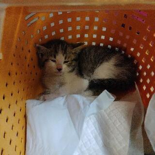 【里親様決まりました。】子猫の里親募集