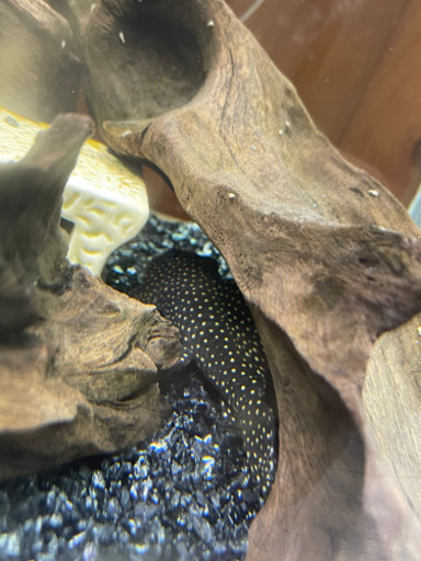 ドラゴンスタークラウンプレコ
