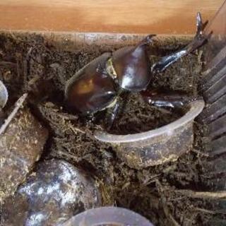 【早い者勝ち‼️】カブトムシ オスメスペア(о´∀`о)